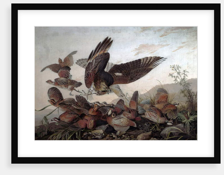 Hawks Attacking Partridges, 1826 by John James Audubon
