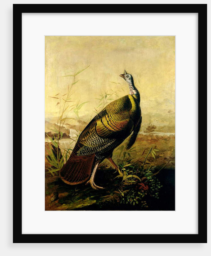 The American Wild Turkey Cock by John James Audubon