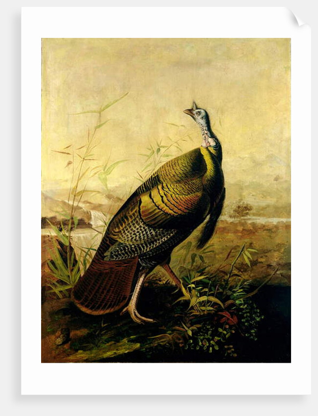 The American Wild Turkey Cock by John James Audubon