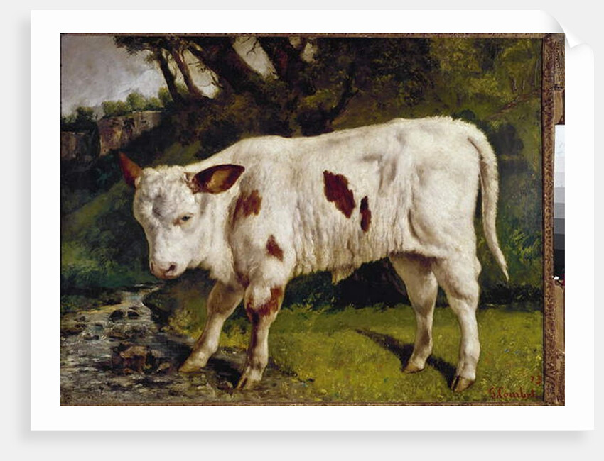 The calf by Gustave Courbet
