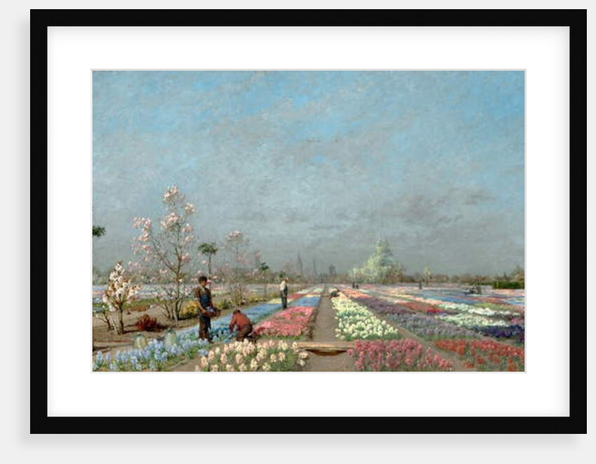 The Hyacinth Fields in Bloom at the Van Houtte Nursery, Ghent with a view of Saint Nicholas' Church, the Belfry and Saint Bavo Cathedral Beyond, 1883 by Adrien Louis Demont
