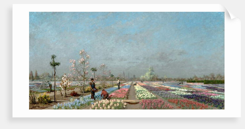The Hyacinth Fields in Bloom at the Van Houtte Nursery, Ghent with a view of Saint Nicholas' Church, the Belfry and Saint Bavo Cathedral Beyond, 1883 by Adrien Louis Demont
