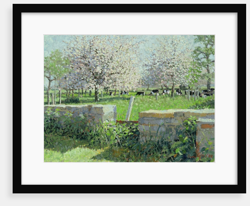 Cows in the Orchard, 1988 by Lucy Willis