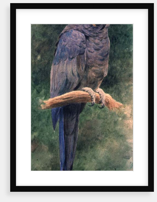 Hyacinth Macaw by Henry Stacey Marks