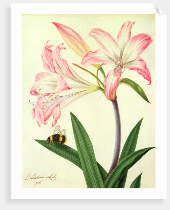 Lilium Belladonna and Bee, 1786 by Matilda Conyers