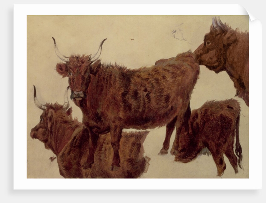 Studies of Highland Cattle by Richard Ansdell