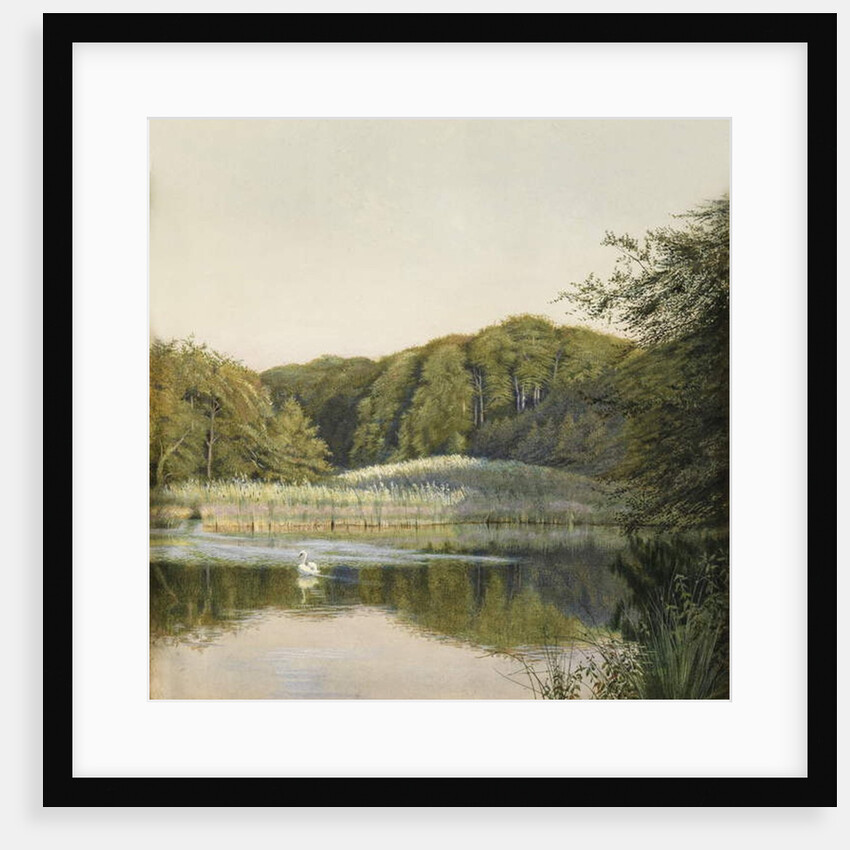 Swans on Paddington Pond, 1860s by Constance Phillott