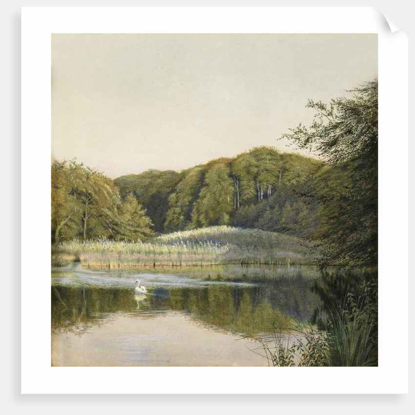 Swans on Paddington Pond, 1860s by Constance Phillott