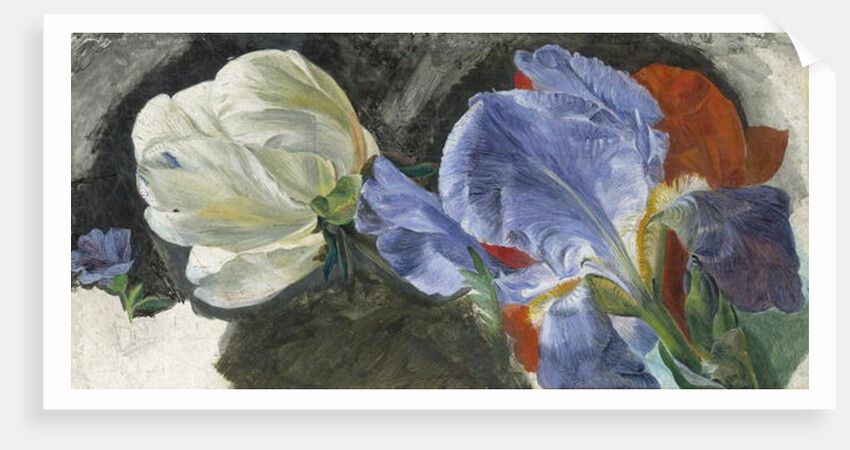 A Study of Flowers by Emily Stannard