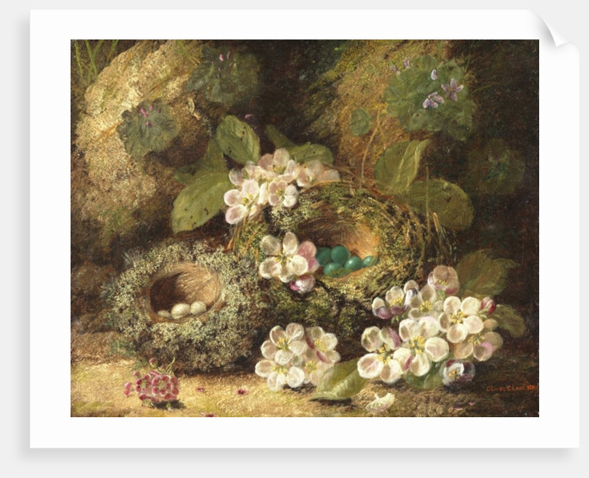 Primroses and Bird's Nests on a Mossy Bank, 1882 by Oliver Clare