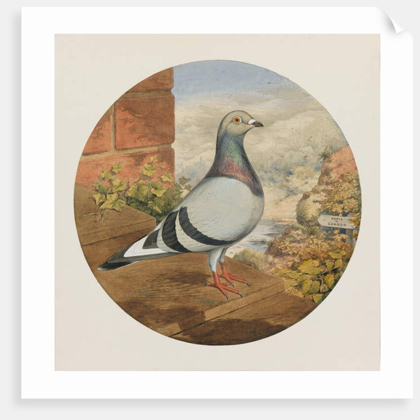 Racing Pigeons, Paris to London, 1880 by Henry Stephen Ludlow