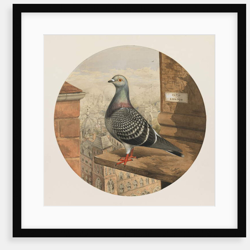 Racing Pigeons, Paris to London, 1880 by Henry Stephen Ludlow