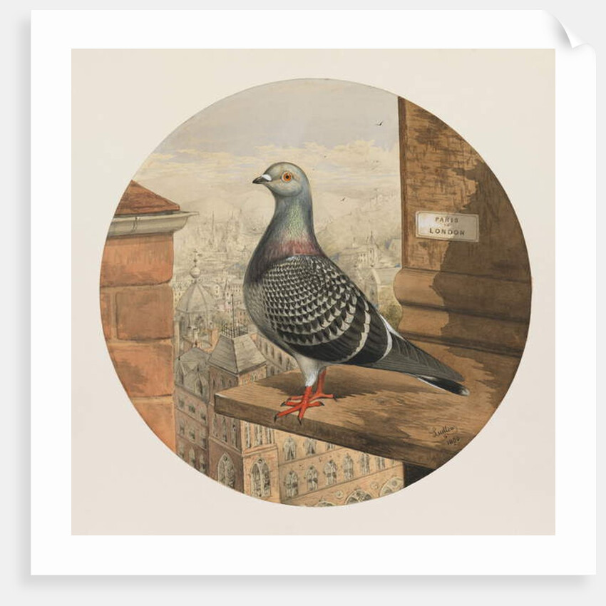 Racing Pigeons, Paris to London, 1880 by Henry Stephen Ludlow