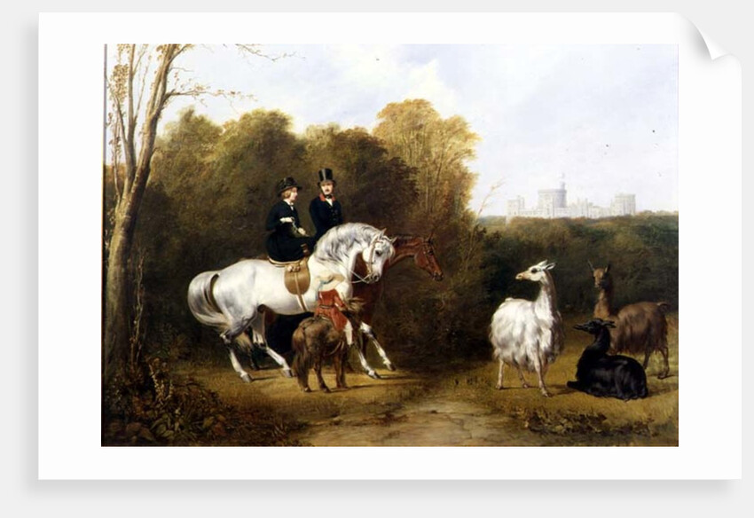 Queen Victoria and Prince Albert Viewing the Llamas in the House Park, Windsor, c.1845 by Gourlay Steel