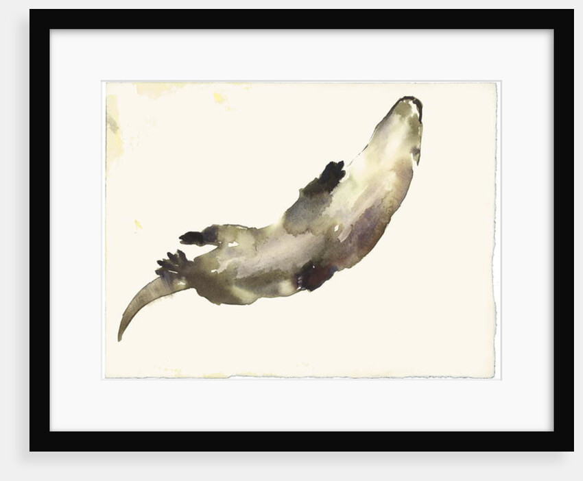 Swimming Above by Mark Adlington