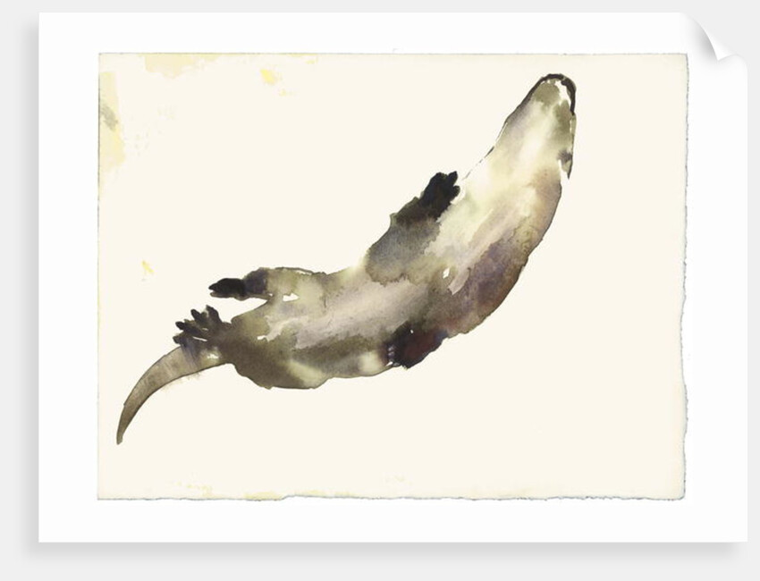 Swimming Above by Mark Adlington