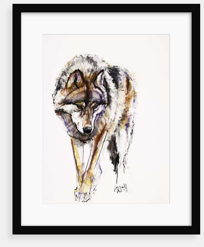 European Wolf by Mark Adlington