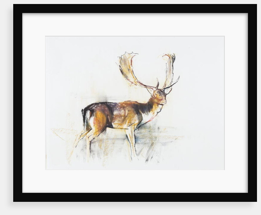 Study of a Stag by Mark Adlington