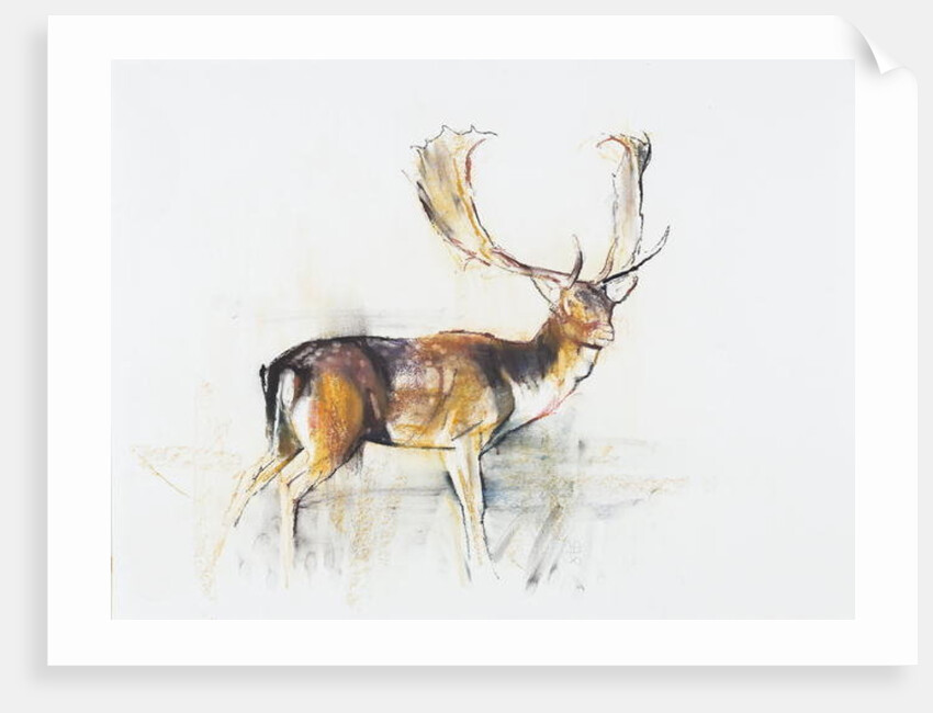 Study of a Stag by Mark Adlington