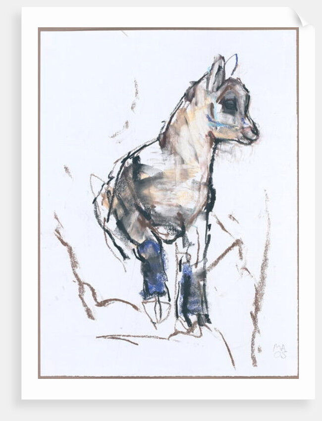 Ibex Kid by Mark Adlington