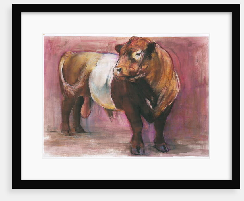Zeus, Red Belted Galloway Bull, 2006 by Mark Adlington