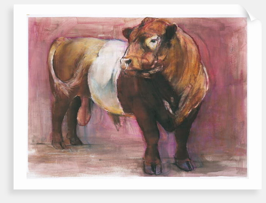 Zeus, Red Belted Galloway Bull, 2006 by Mark Adlington