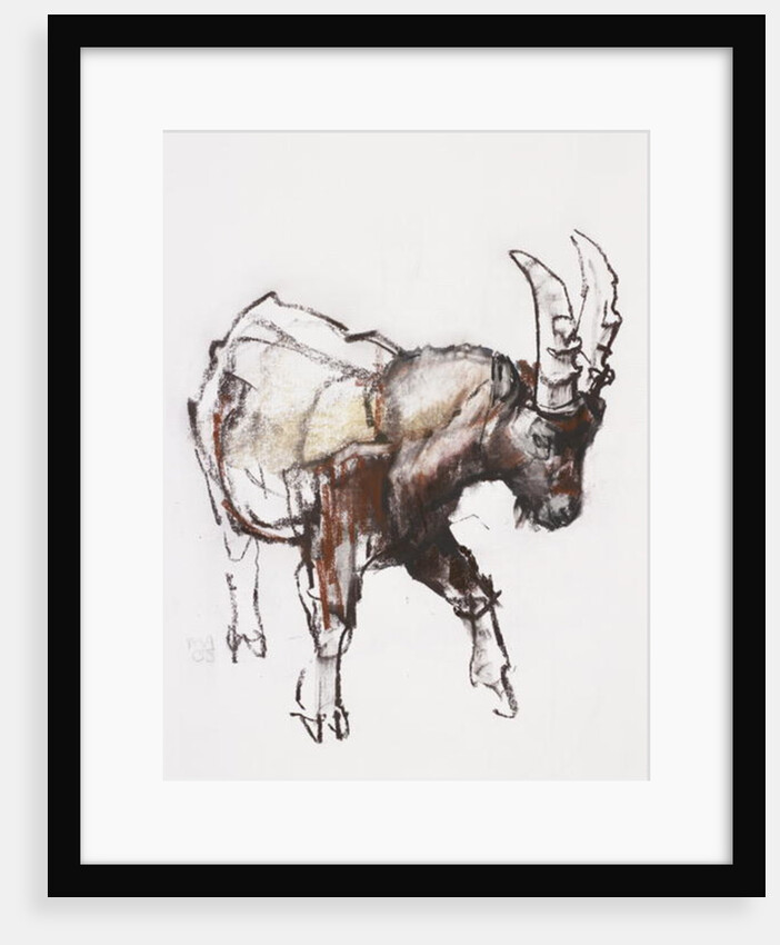 Young Ibex, Gran Paradiso, 2005 by Mark Adlington