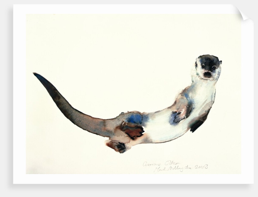 Curious Otter, 2003 by Mark Adlington