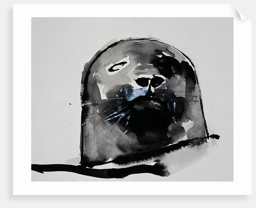 Harbour seal, West Cove by Mark Adlington