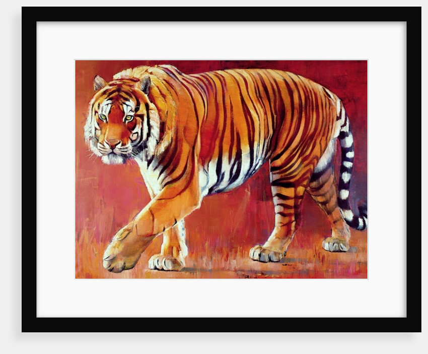 Bengal Tiger by Mark Adlington