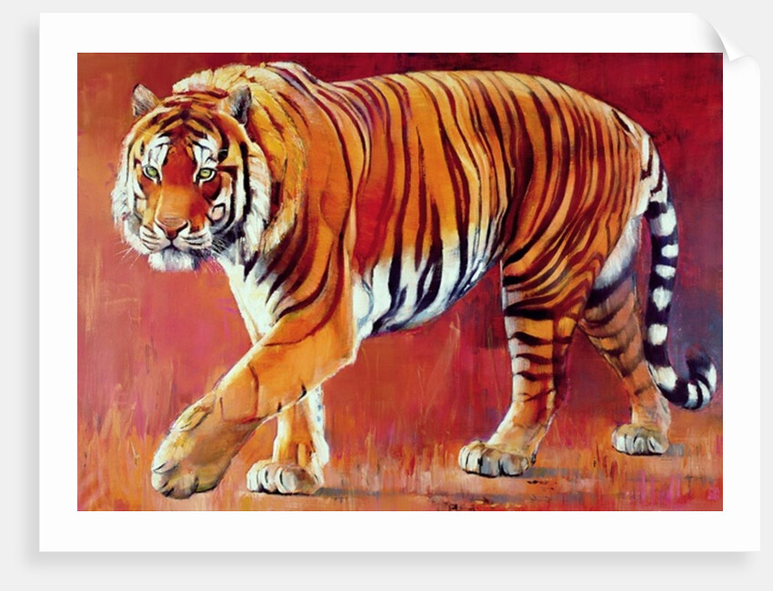 Bengal Tiger by Mark Adlington