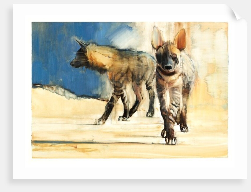 Striped Hyaenas, 2010 by Mark Adlington