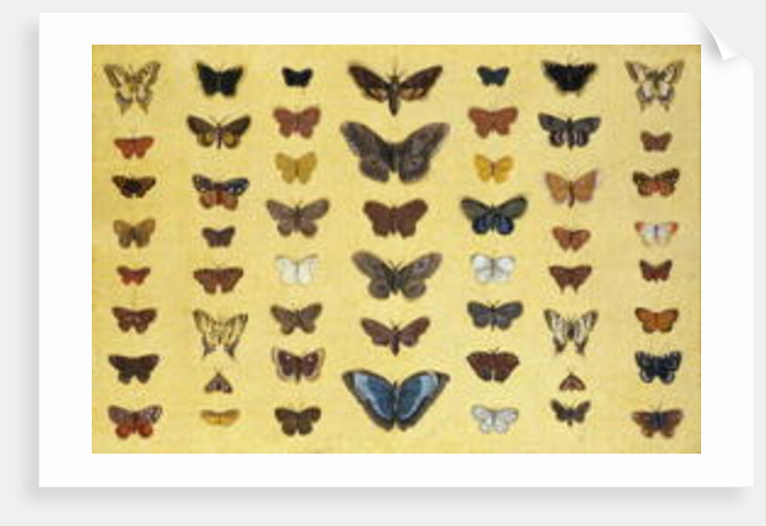 A collage of butterflies and moths by French School