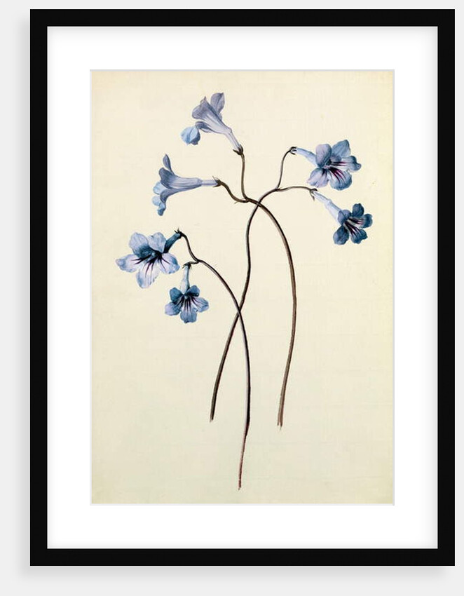 Streptocarpus, c.1790 by German School