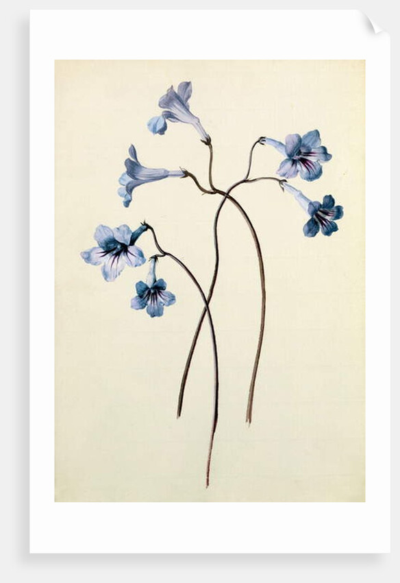 Streptocarpus, c.1790 by German School