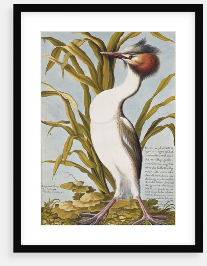 Great Crested Grebe c.1748 by German School