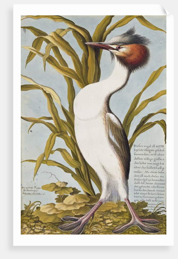 Great Crested Grebe c.1748 by German School