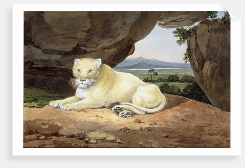 Lioness by Samuel Howitt