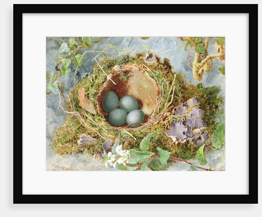 A Nest of Eggs, 1871 by Jabez Bligh
