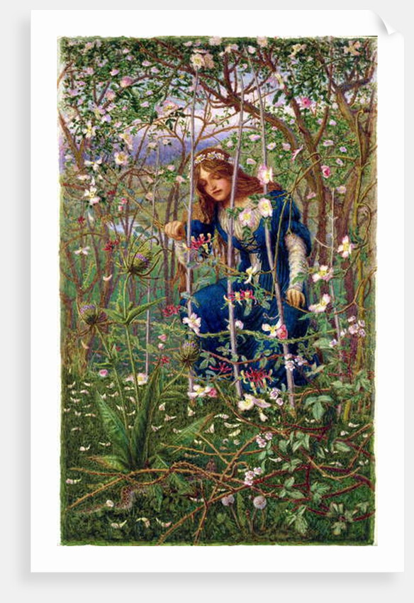 The Briar Wood by Woodbine K. Hinchliff