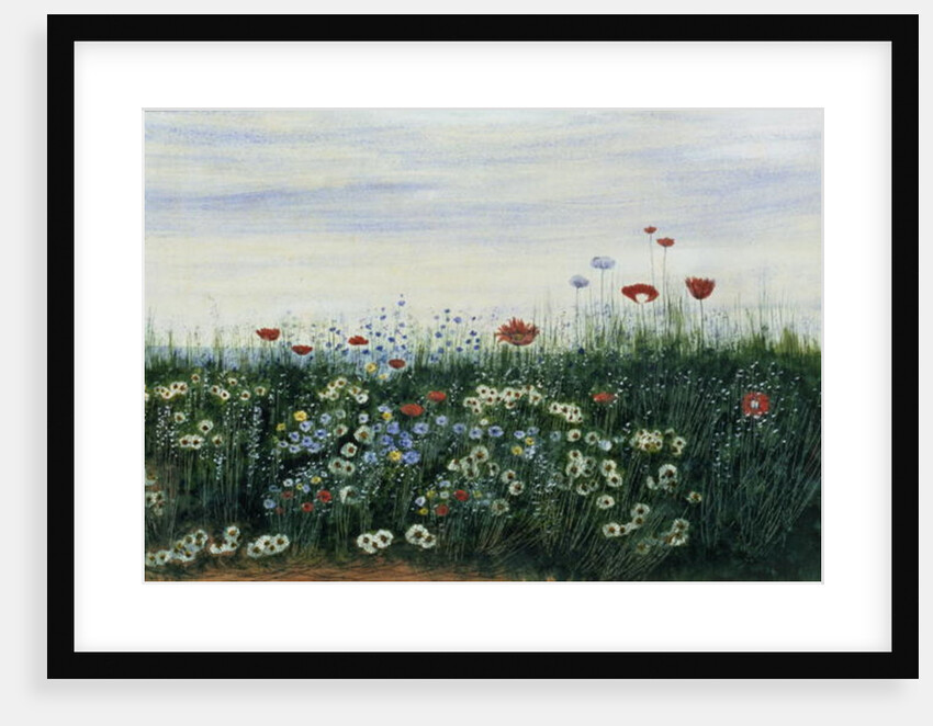 Poppies, Daisies and other Flowers by the Sea by Andrew Nicholl