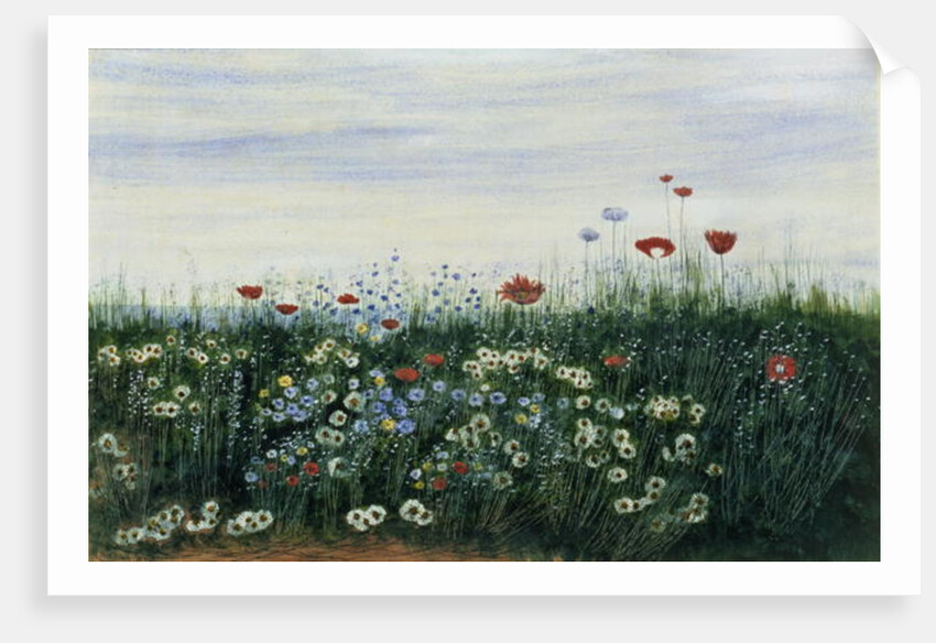 Poppies, Daisies and other Flowers by the Sea by Andrew Nicholl