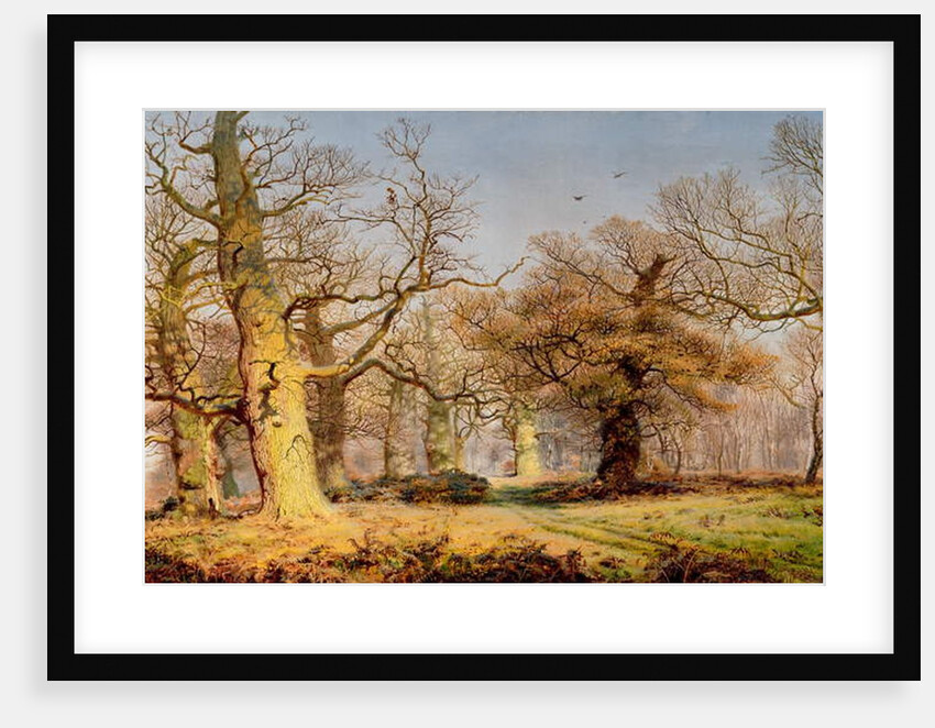 Oak Trees in Sherwood Forest, 1877 by Andrew MacCallum