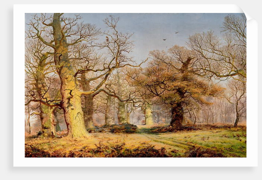 Oak Trees in Sherwood Forest, 1877 by Andrew MacCallum
