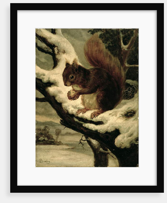 A Red Squirrel Eating a Nut by Basil Bradley