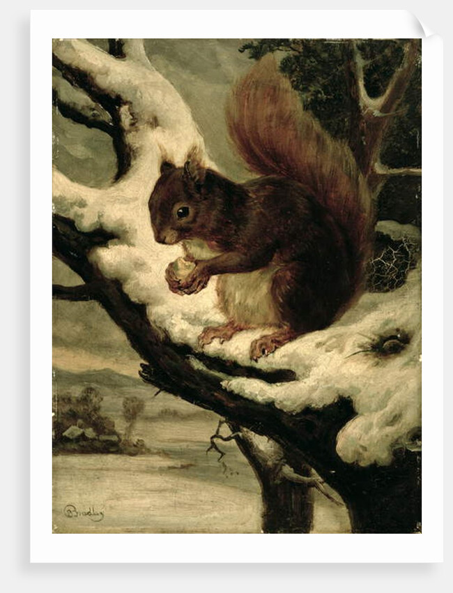 A Red Squirrel Eating a Nut by Basil Bradley