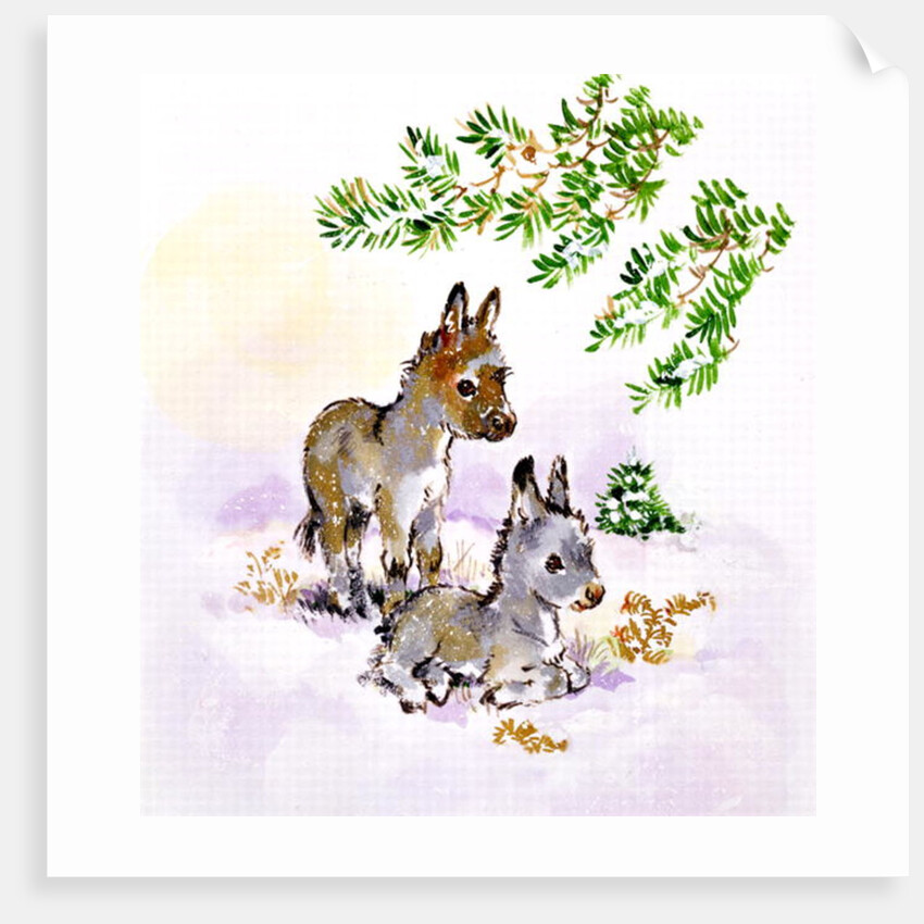 Donkeys by Diane Matthes