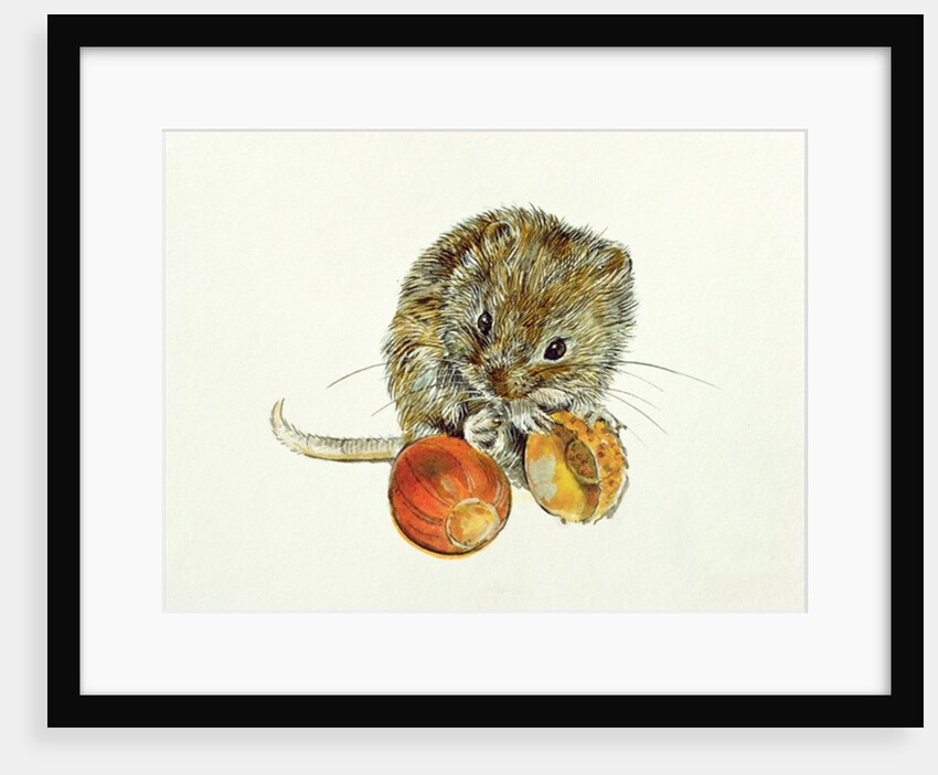 Vole with an Acorn by Diane Matthes