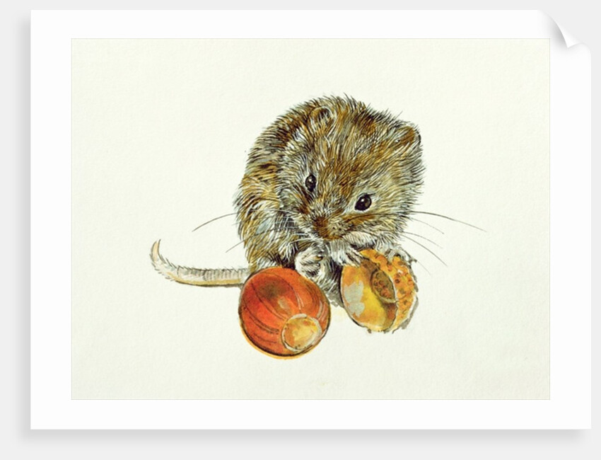 Vole with an Acorn by Diane Matthes