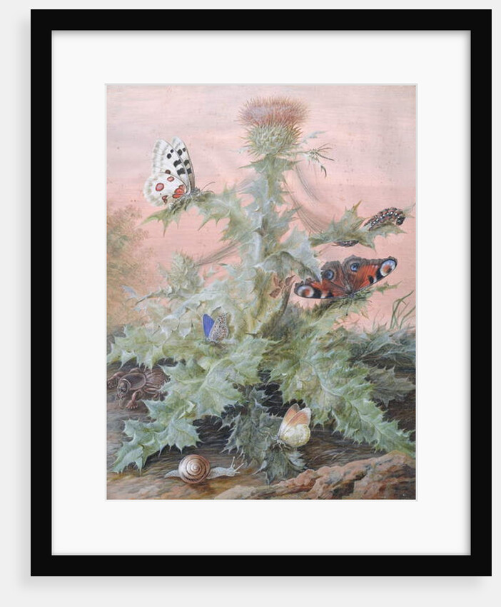 Insects Around a Thistle, 1700 by Margaretha Barbara Dietzsch
